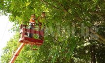 В Плевен бяха премахнати клоните на стотици опасни дървета