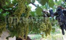 Откраднаха 250 килограма грозде от лозов масив в Пловдивско
