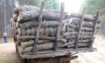 Пет случая на кражби на дърва са засечени от полицейски служители на РУ-Исперих