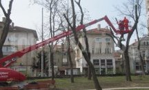 Премахват 87 опасни тополи в Шумен