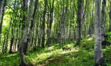 Комисия класира предложените за продан частни гори в обхвата на Североизточно държавно предприятие