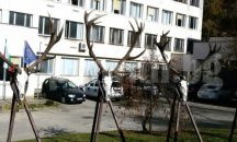 Трофейни рога от благороден елен показват на изложба в ДЛС „Воден- Ири Хисар”