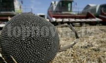 Близо 60 160 тона слънчоглед прибраха земеделците в Разградско