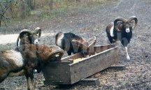 Ловни стопанства към Североизточно държавно предприятие държат челната тройка в класацията за трофеи от муфлон