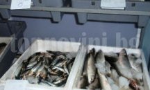 Данъчни увеличиха оборота на търговци на риба в Бургас със 740 %