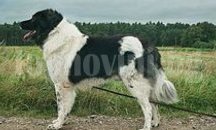 Безплатна кастрация на котки и кучета се извършва в Сливен