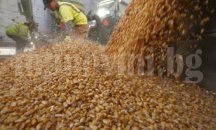 Близо 90 на сто от царевицата в област Добрич е прибрана