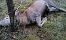 Намериха труп на елен в землището на поповското с. Конак