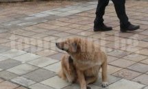 Търсят ръководител на приюта за кучета в Шумен