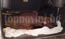 Откриха убито диво прасе в багажник на автомобил