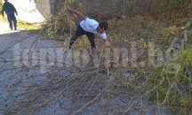 В Девня кастрят крайпътни дървета и храсти