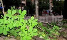 Сигнали за залети площи и паднали дървета в Русе