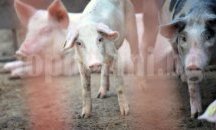 Ограничителни мерки срещу африканска чума по свинете се въвеждат в област Добрич