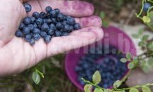 Берачки на ягоди и боровинки за Испания набира Бюрото по труда в Добрич