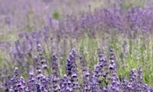 Крадци задигнаха близо 12 хиляди корена лавандула