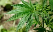 Откриха саксии с коноп в жилище в Добрич