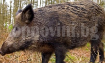 Във Велико Търново набелязаха мерки срещу африканска чума по свинете и инфлуенца по птиците