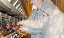 Профилактични мерки срещу птичия грип набелязаха в Каварна