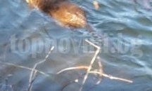 Двойка бобри се засели в езерото на Старозагорските бани