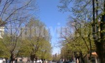 Жители на Царево се обявиха против изсичането на липите и кестените по главната улица в града