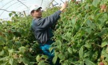 Бюрото по труда в Добрич набира работници за бране на малини в Португалия