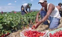 Търсят берачи на плодове в Португалия и Испания