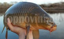 Topnovini.bg раздава шарани за Никулден