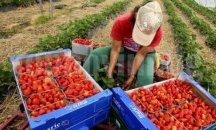 Търсят се работнички за бране на ягоди в Испания