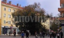 Специалисти извършват санитарна резитба на Стария бряст