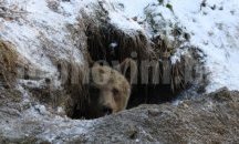 Паркът за мечки затваря до Благовещение