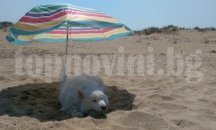 Повдигнаха обвинение на убиеца на кучето Рокси