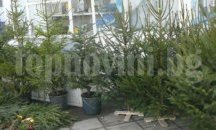 Купуваме коледно дръвче в столицата на цени от 6 лв. до 30 лв.
