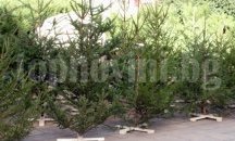 СИДП се включва в благотворителна кампания чрез продажбата на живи елхички