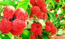 С плодове с вкус на диня е отрупана китайската черница в Ботаническата градина в Балчик