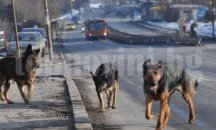 Готвят кучешки приют в Хасково, истина или нова заблуда