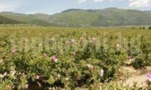 Хванаха крадци на розови насаждения в Старозагорско