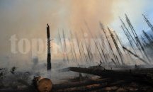 Пожар нанесе щети в защитена територия край село Градище
