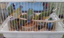 Пазар за животни се организира в Шумен на 17 декември