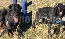 Търсят изчезнали домашни любимци