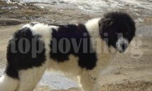 Търсят мъж убил куче край старозагорско село