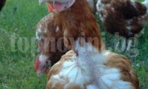 Откриха огнища на птичи грип в областите Видин, Враца и Пловдив