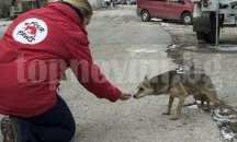 "4 лапи" с акция за животните в Хитрино