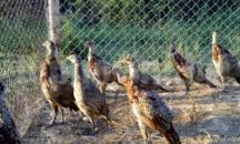 Забраняват лова на пернат дивеч заради огнища от птичи грип