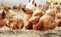 В Хасково вземат мерки заради инфлуенца при птиците