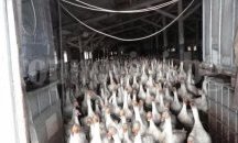Умъртвяват 120 хиляди патици в Пловдивско заради птичия грип