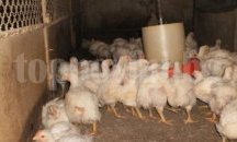 Забраниха лова на пернати в цялата страна заради птичи грип