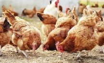 Заравят болни птици до живи животни в Хасково