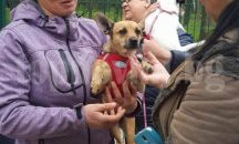 Глобяват пловдивчани за неплатен данък „куче“