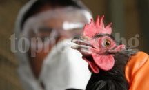 Две първични огнища на птичи грип са обявени в област Бургас