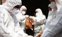 Още 3 огница на птичи грип откриха в Хасковско